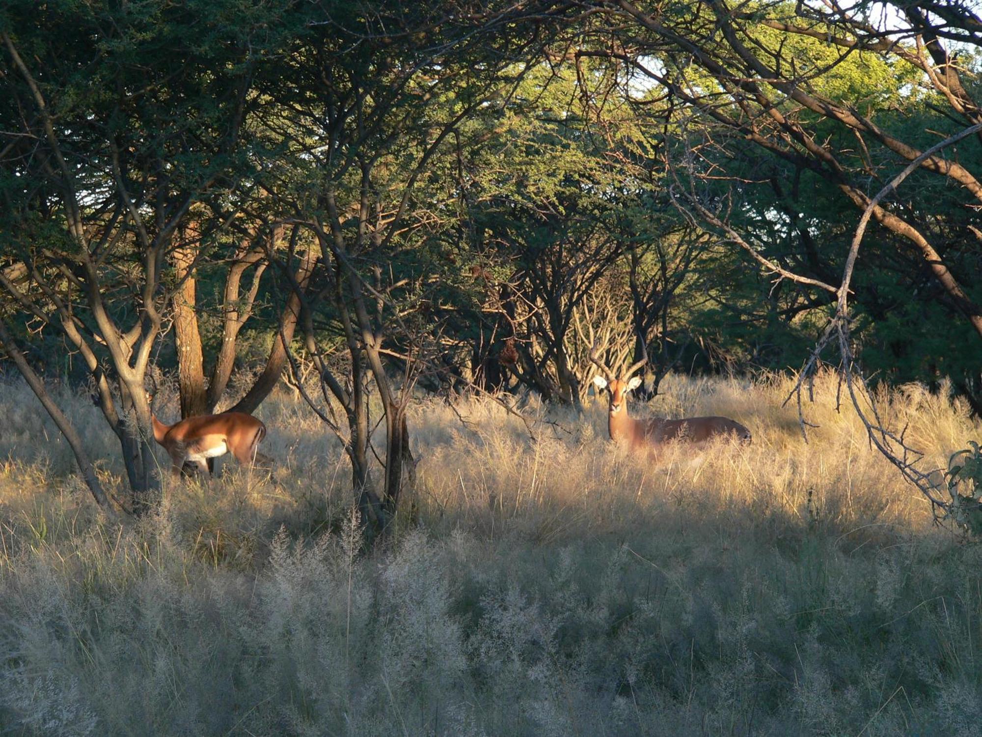 Ohange Namibia Lodge Otavi Екстериор снимка